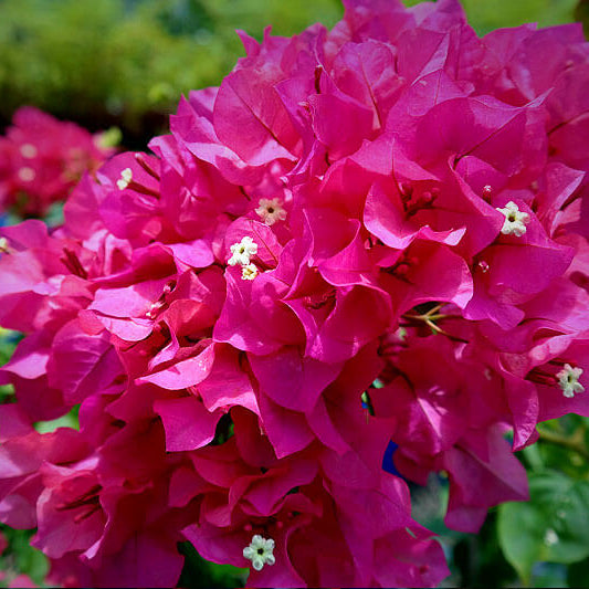 Mrs. Butt Bougainvillea Seeds