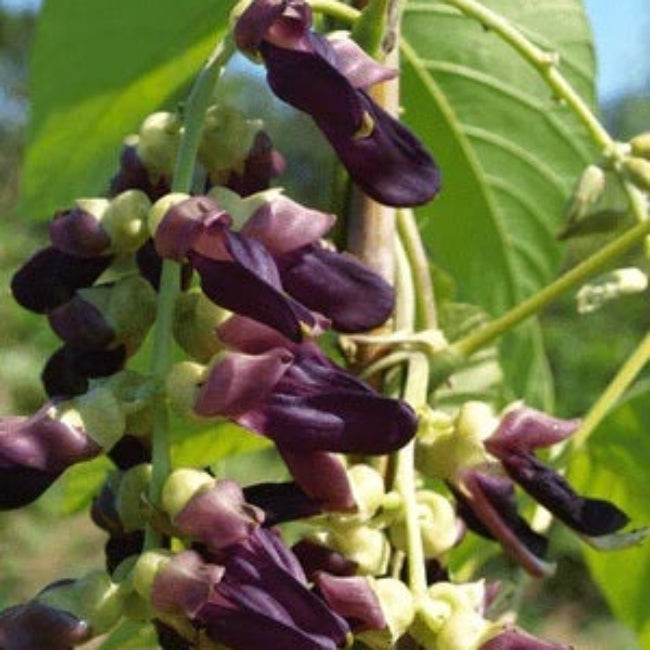 Mucuna Pruriens Velvet Bean Seeds