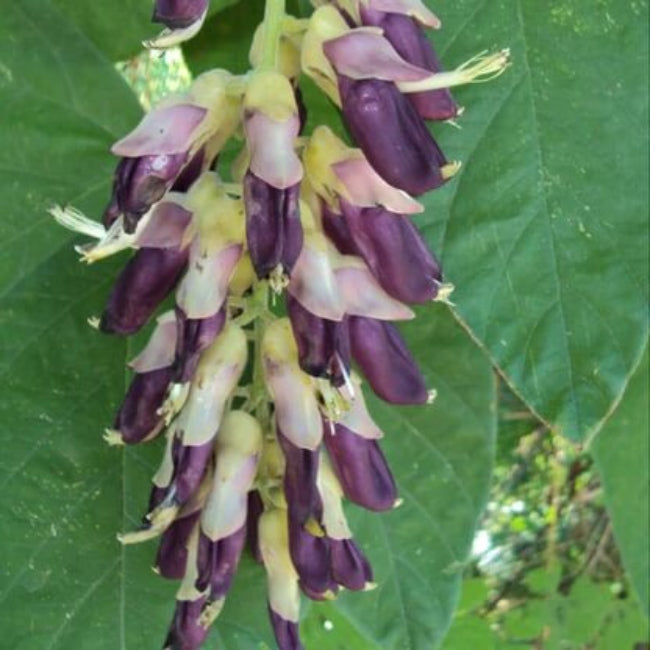 Mucuna Pruriens Velvet Bean Seeds