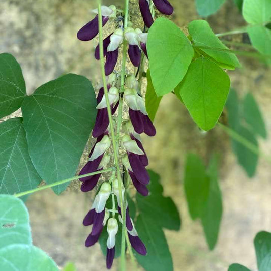 Mucuna Pruriens Velvet Bean Seeds