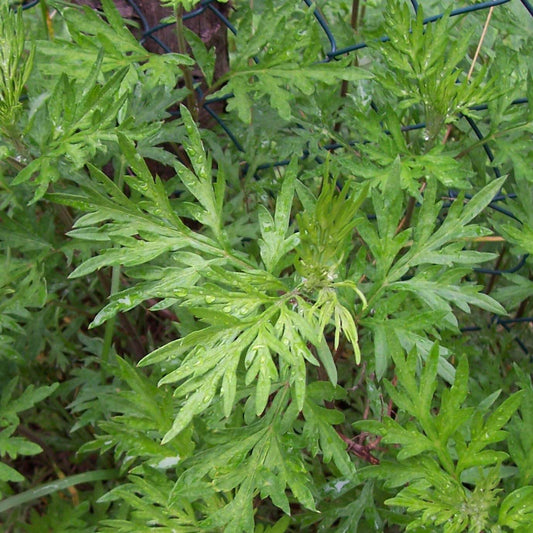 Mugwort Seeds