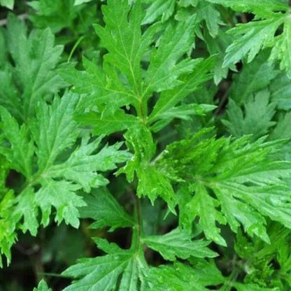 Mugwort Seeds - Herbal Plant for Home Gardens