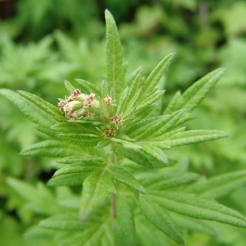 Mugwort Seeds