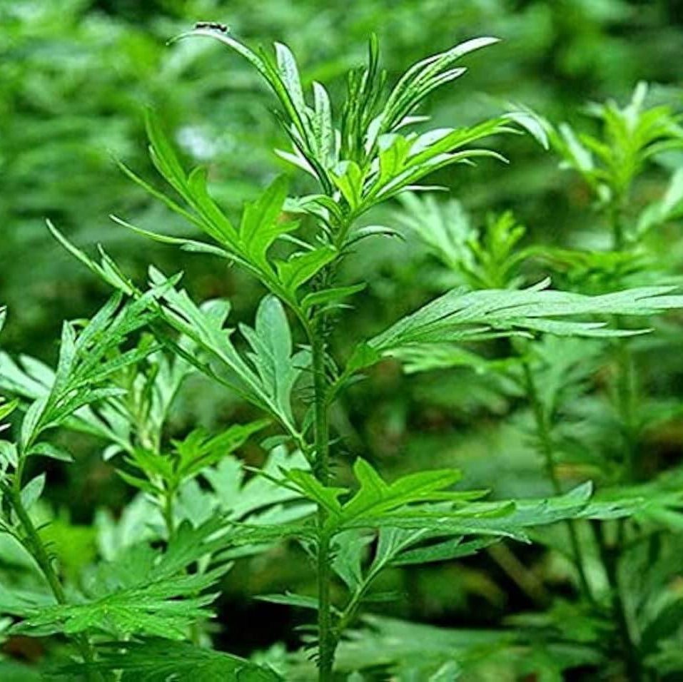 Mugwort Seeds