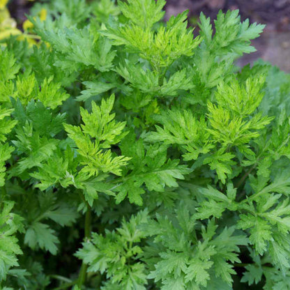Mugwort Seeds