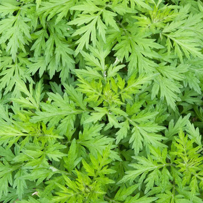 Mugwort Seeds - Herbal Plant for Home Gardens