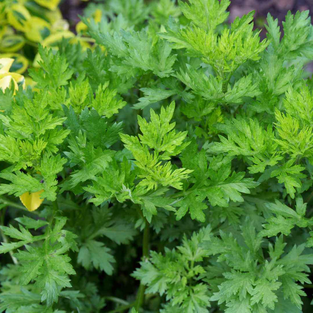 Mugwort Seeds - Herbal Plant for Home Gardens
