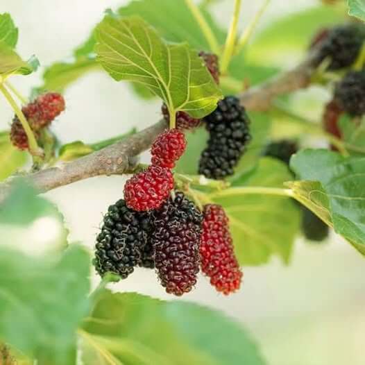 Mulberry Futuba Long Berry Seeds