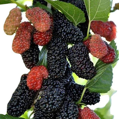 Mulberry Futuba Long Berry Seeds