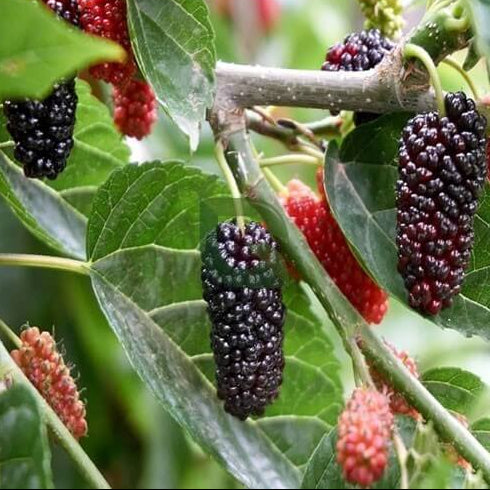Mulberry Futuba Long Berry Seeds