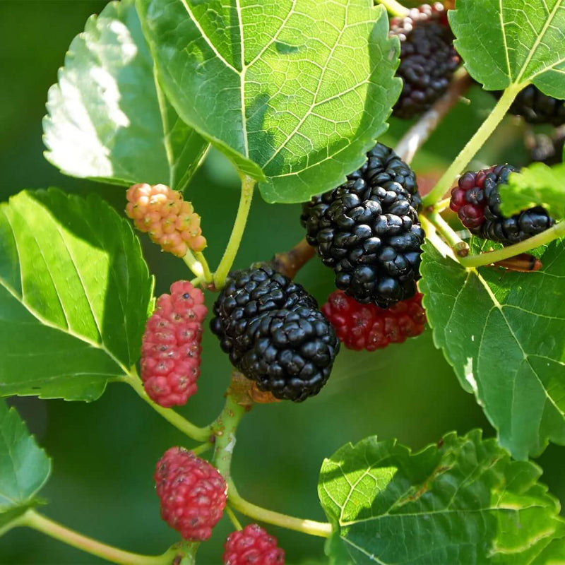 Mulberry Seeds