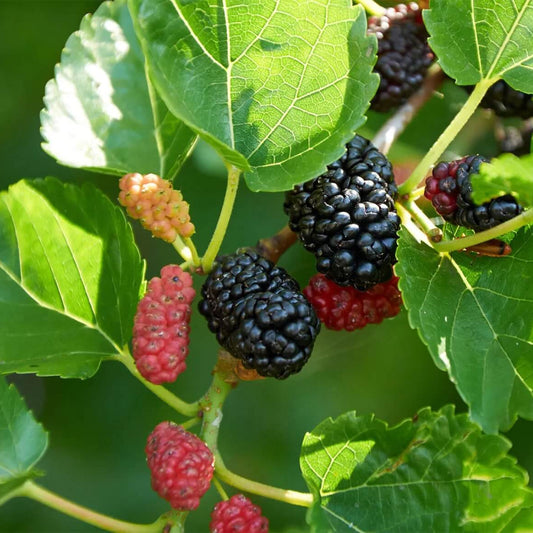 Mulberry Seeds