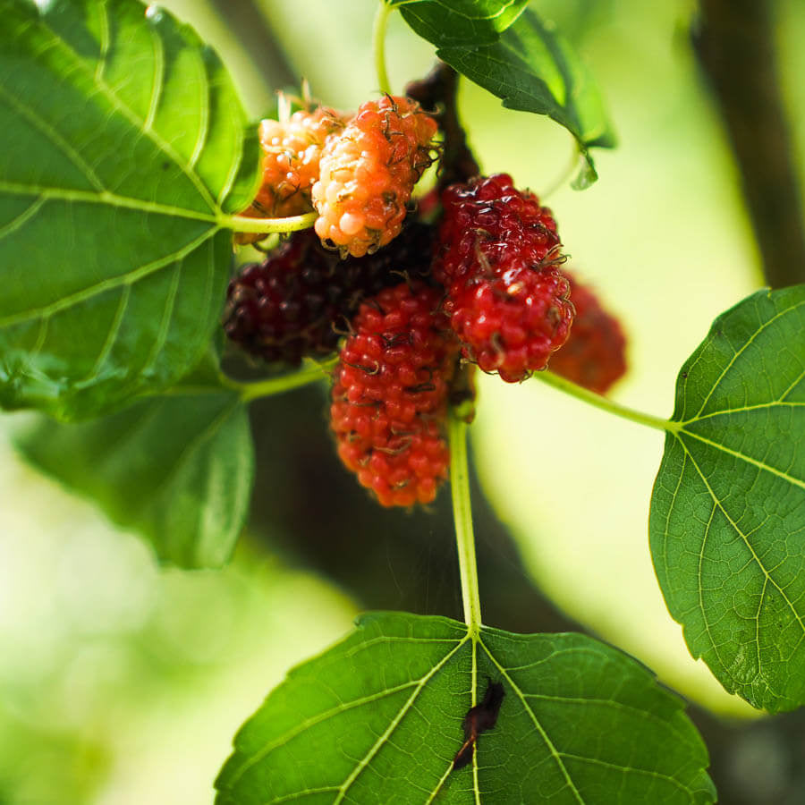 Mulberry Seeds