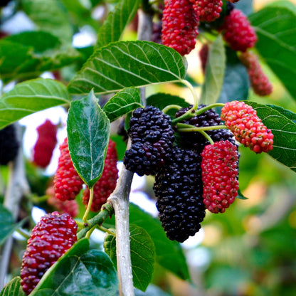 Mulberry Seeds