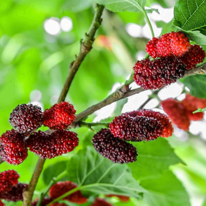 Mulberry Seeds