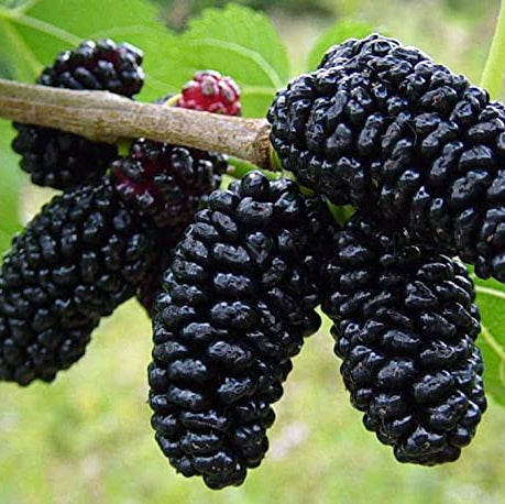 Mulberry seeds - Fruit Plant for Home Gardens