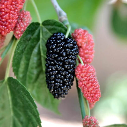 Mulberry seeds - Fruit Plant for Home Gardens