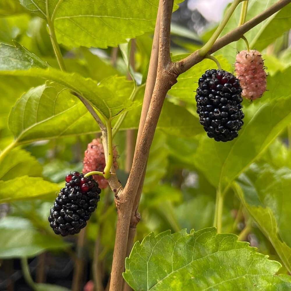 Mulberry seeds - Fruit Plant for Home Gardens