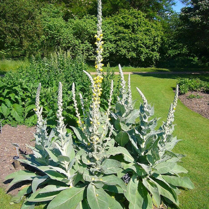Mullein Seeds