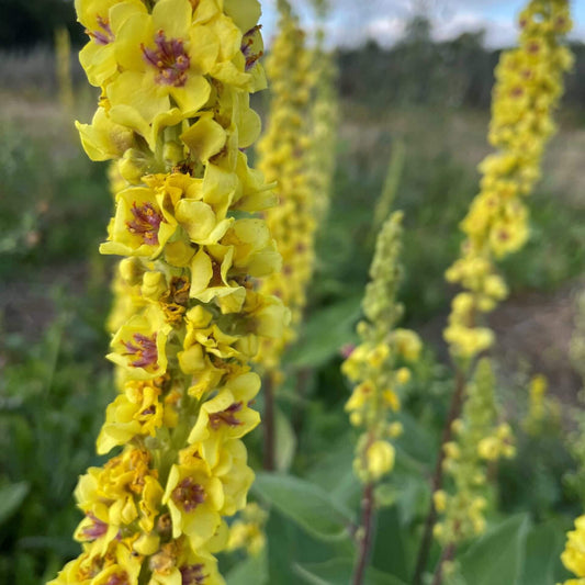 Mullein Seeds