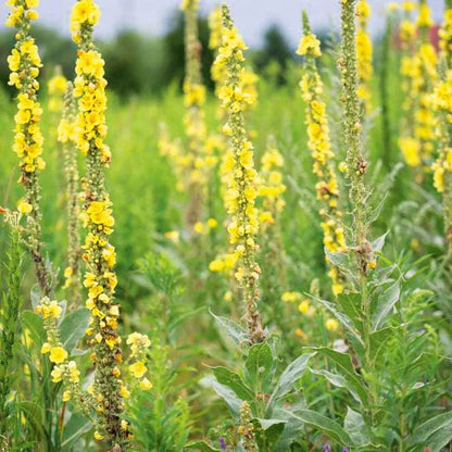 Mullein Seeds