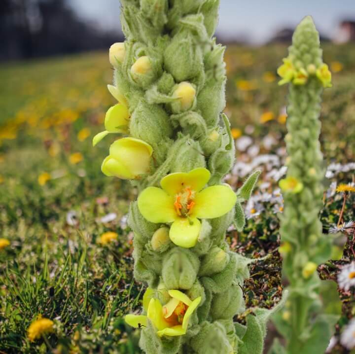 Mullein Seeds