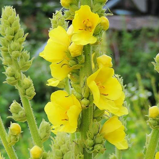Mullein Seeds
