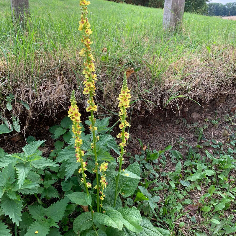 Mullein Seeds