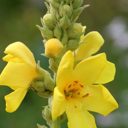 Mullein Seeds