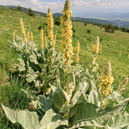 Mullein Seeds