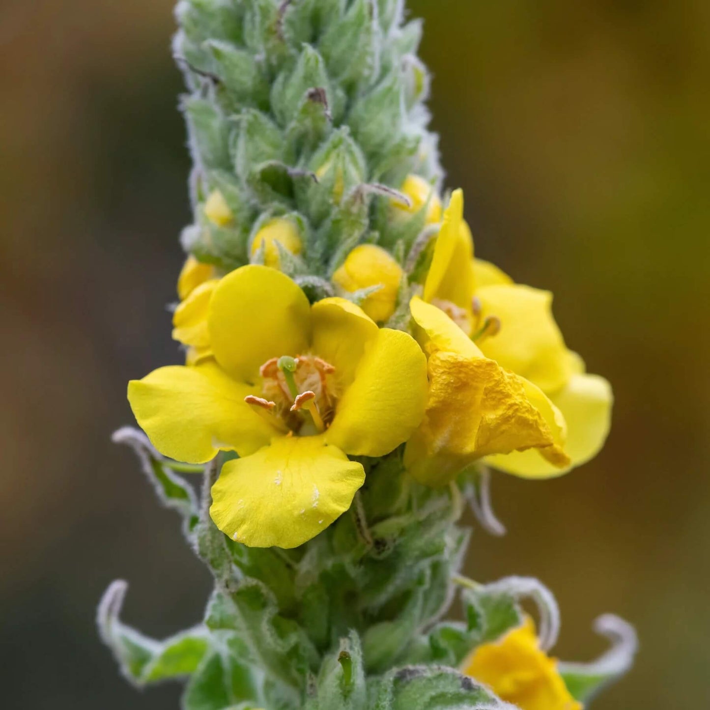 Mullein Seeds - Herbal Plant for Home Gardens