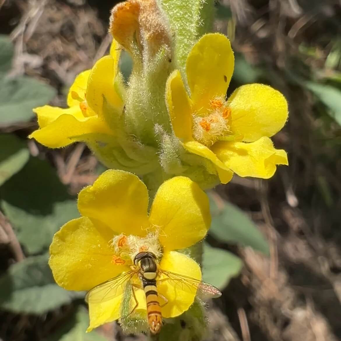 Mullein Seeds - Herbal Plant for Home Gardens