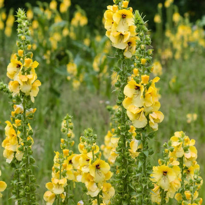 Mullein Seeds - Herbal Plant for Home Gardens