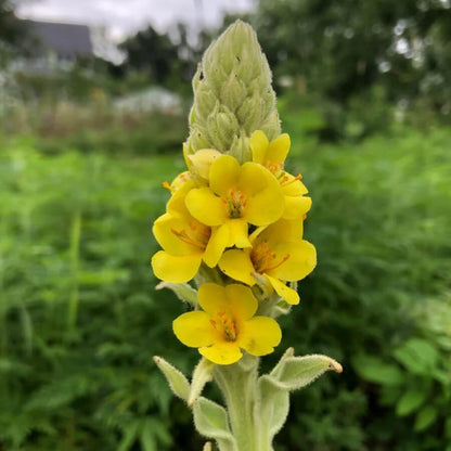 Mullein Seeds - Herbal Plant for Home Gardens