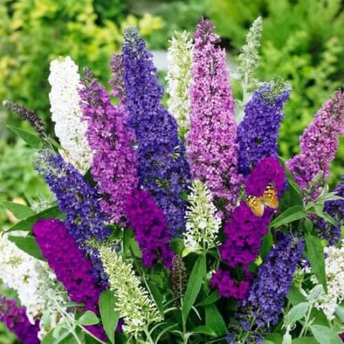 Multi-Color Mix Butterfly Bush Seeds 