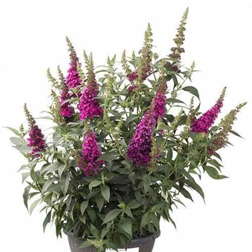 Multi-Color Mix Butterfly Bush Seeds 