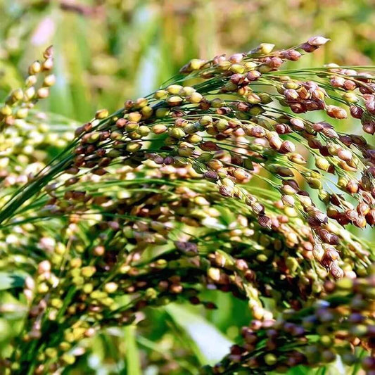 Multi Color Broom Corn Seeds