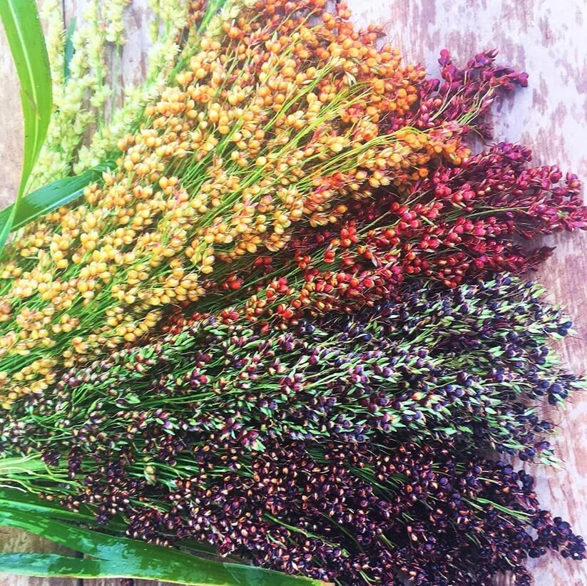 Multi Color Broom Corn Seeds