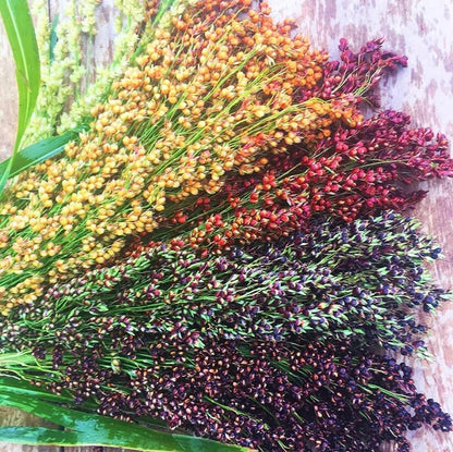 Multi Color Broom Corn Seeds