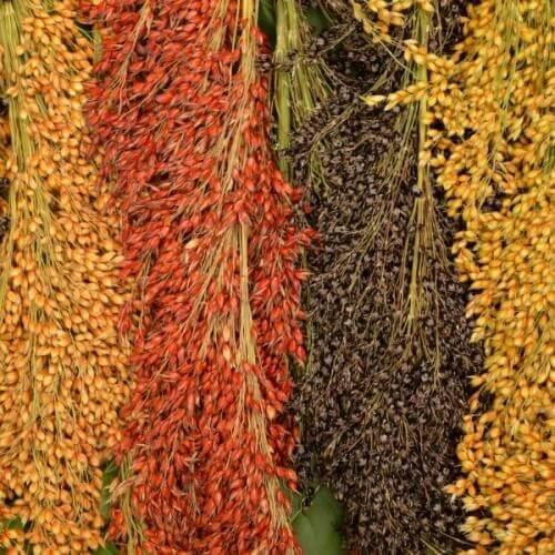Multi Color Broom Corn Seeds