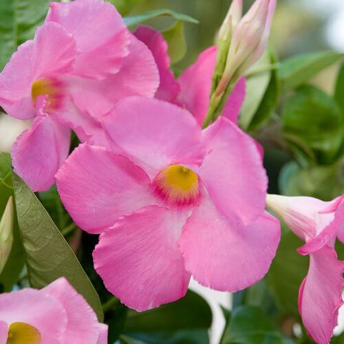 Multi Colored Mandevilla Seeds