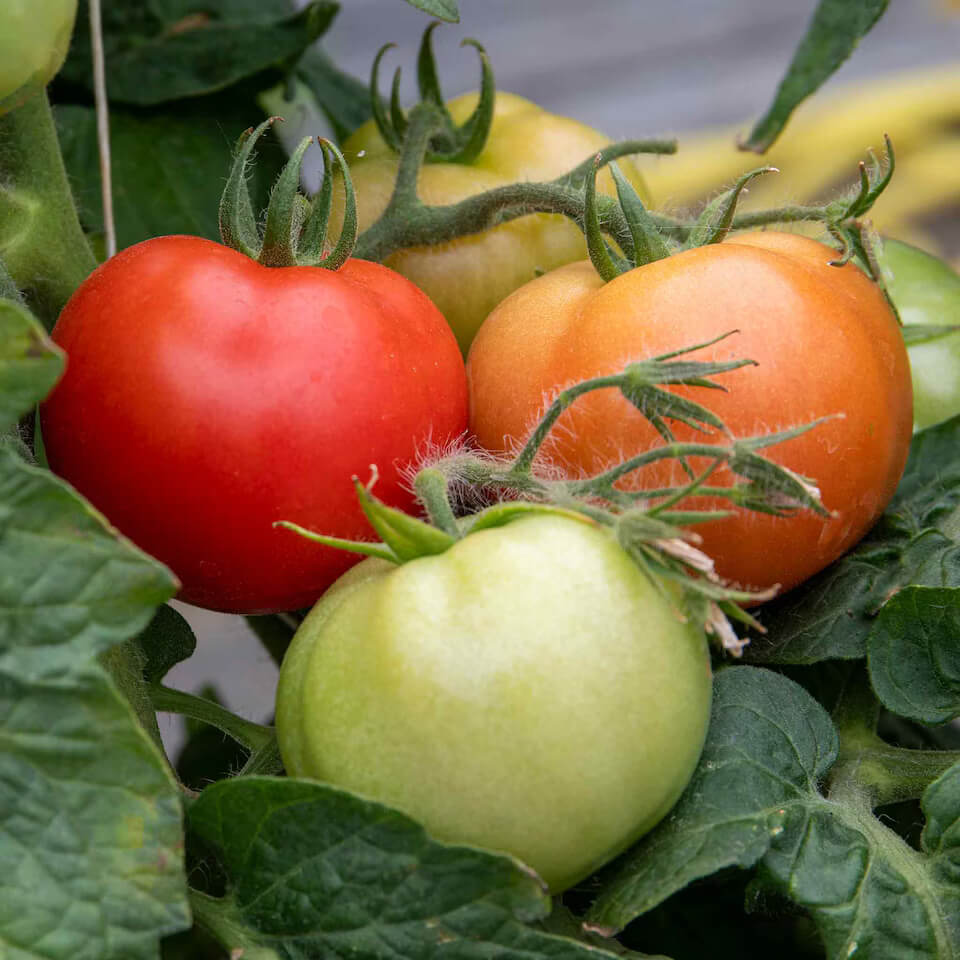 Multi Tomato Seeds 