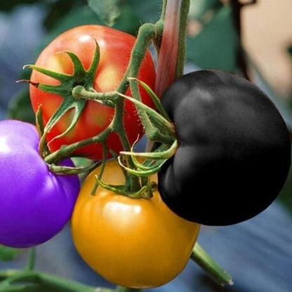 Multi Tomato Seeds 