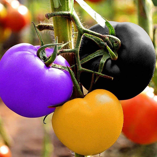 Multi Tomato Seeds 