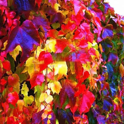 Multicolor Boston Ivy Seeds