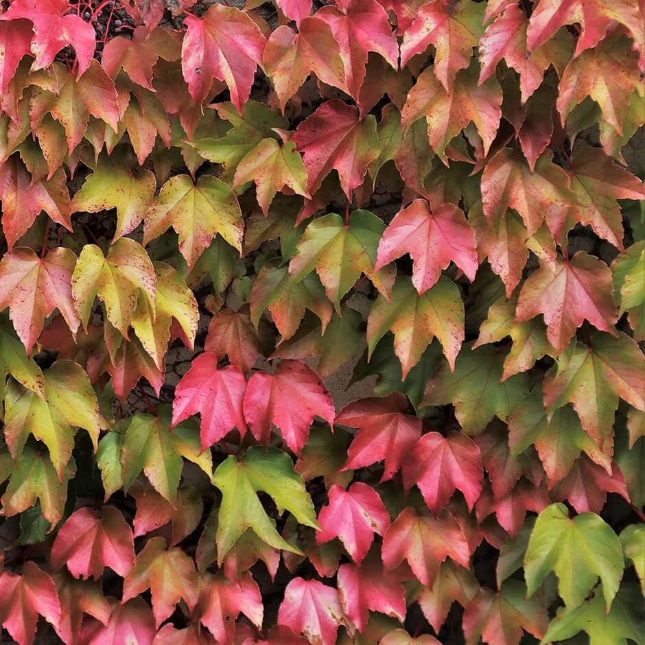 Multicolor Boston Ivy Seeds