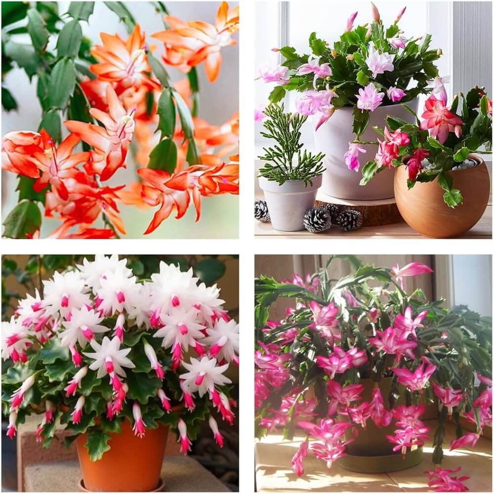 Multicolor Schlumbergera Seeds