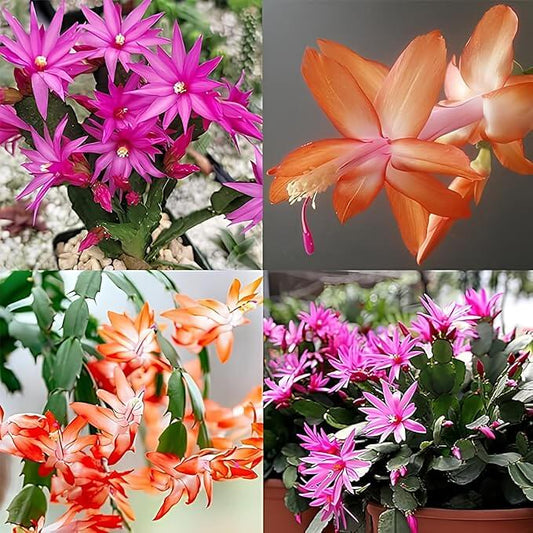 Multicolor Schlumbergera Seeds