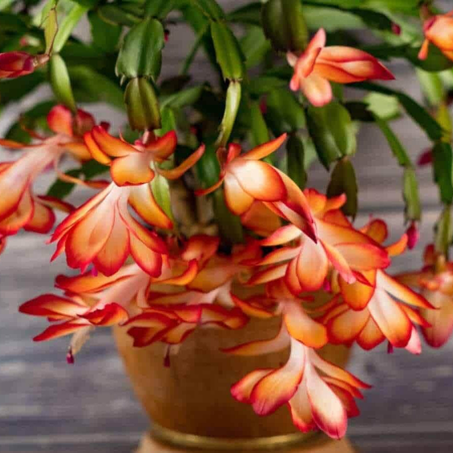 Multicolor Schlumbergera Seeds