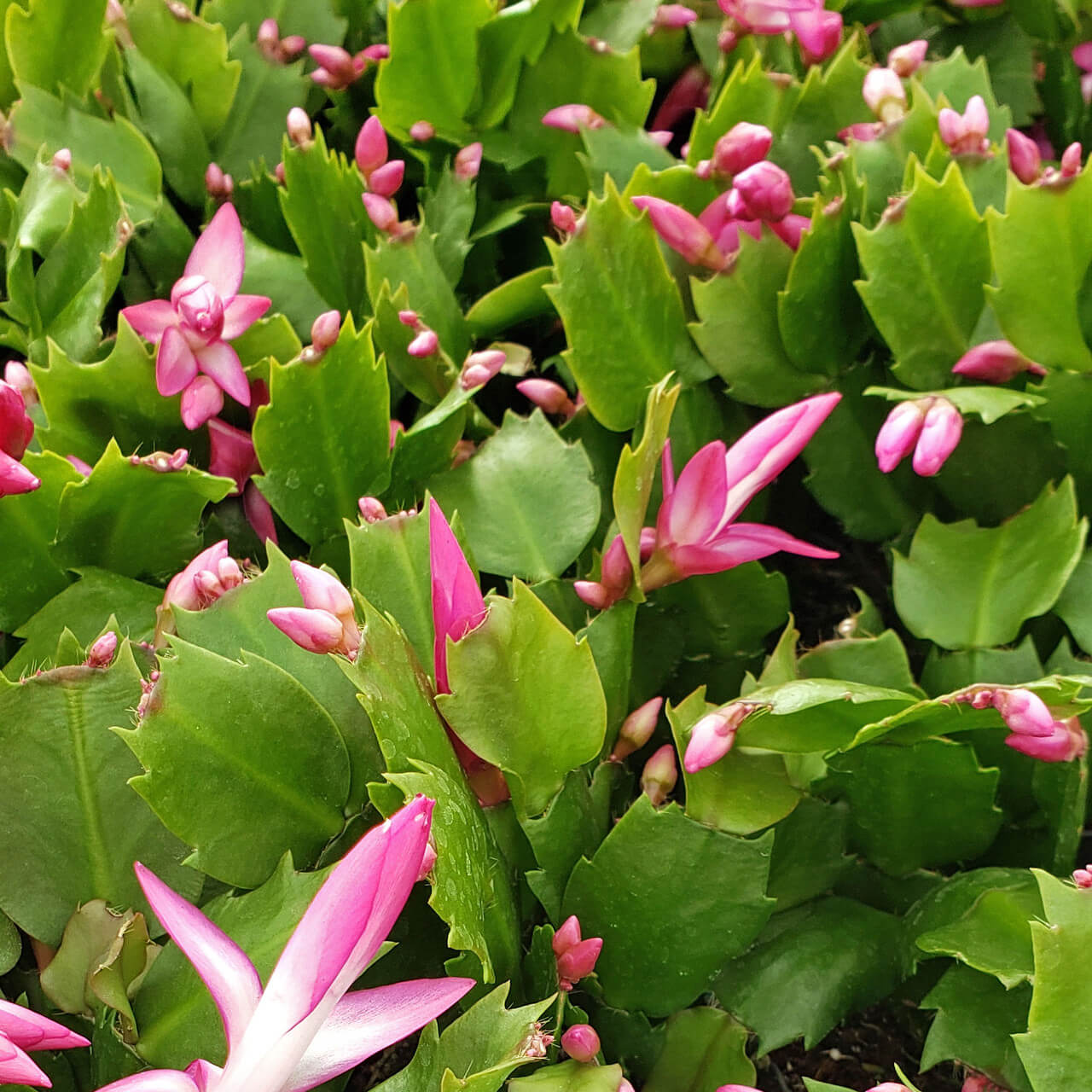 Multicolor Schlumbergera Seeds